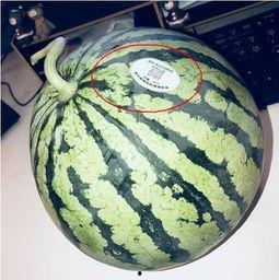 网红吃瓜醒脑,揭秘娱乐圈幕后真相,唤醒你的脑洞 第1张 网红吃瓜醒脑,揭秘娱乐圈幕后真相,唤醒你的脑洞 第1张